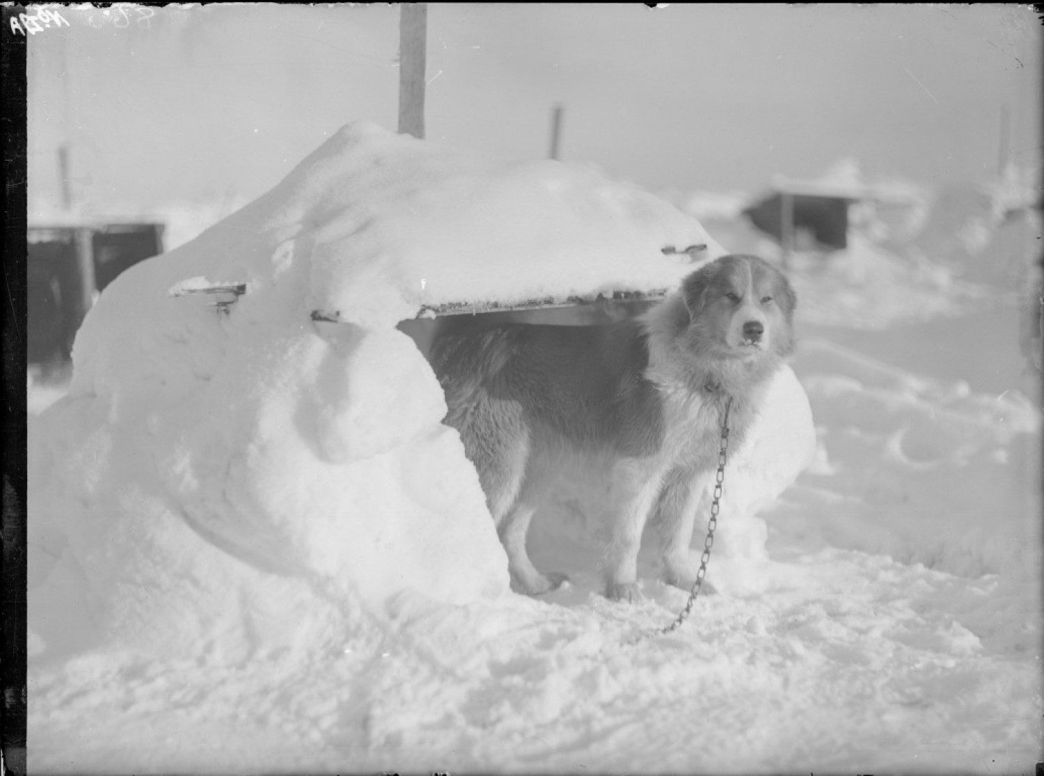 Samson, one of the dogs that went to the ice with Shackleton's Ross Sea Party.