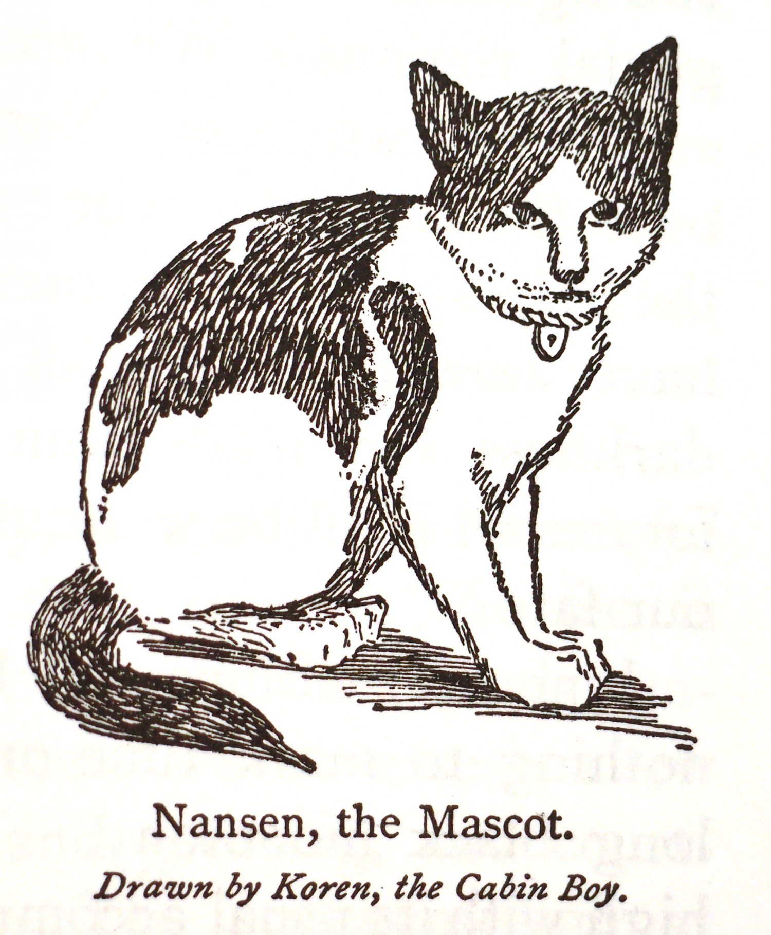 Nansen, the 'Belgica' cat
