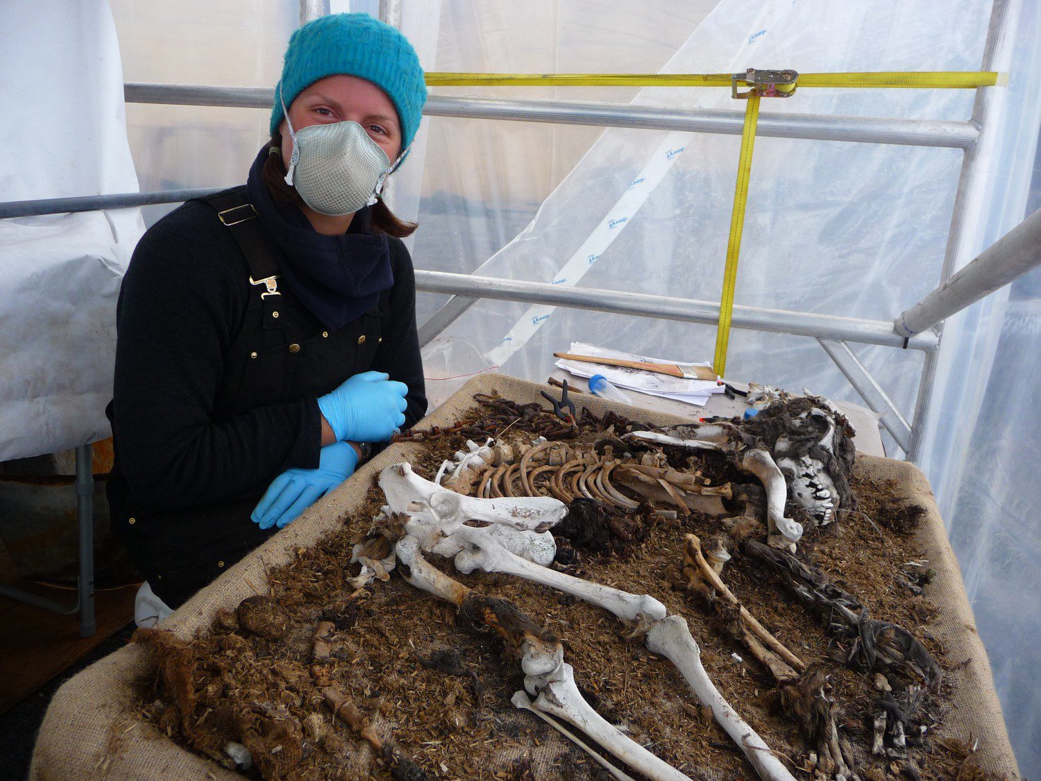 Lucy conserves the skeleton of a husky from the Ross Sea Party at Cape Evans. 