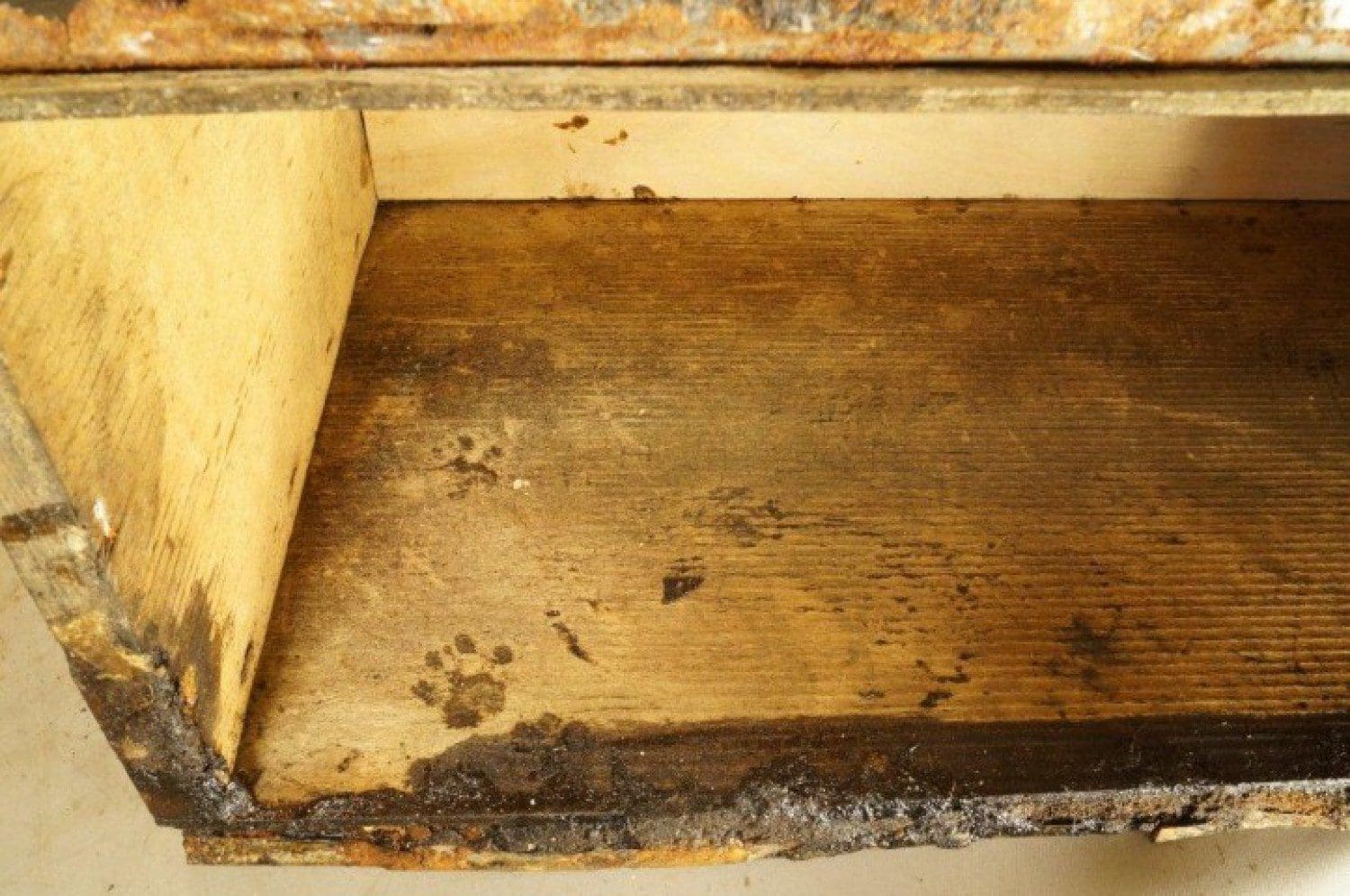 Box with paw print