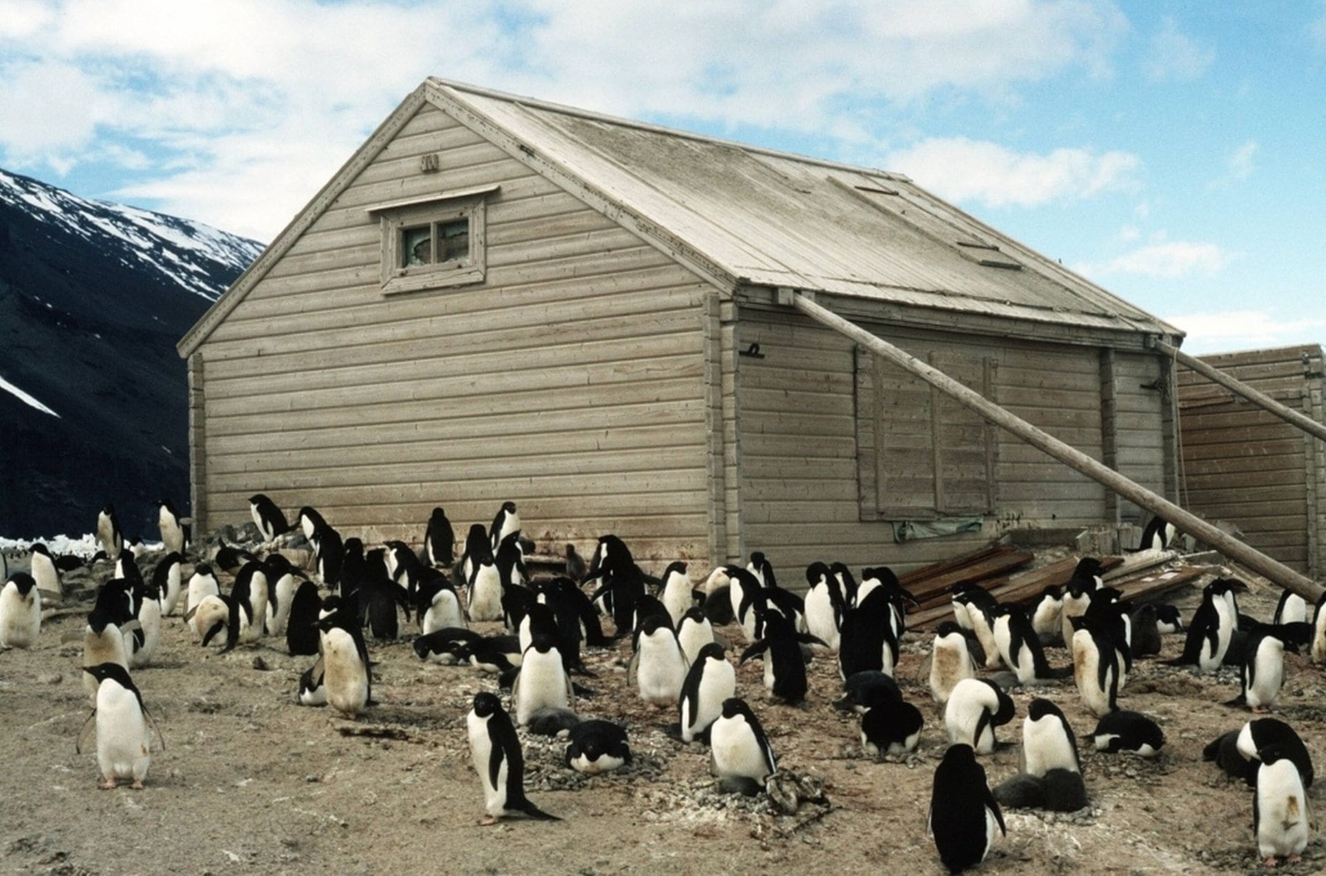 Borchgrevink’s hut at Cape Adare is built amongst a colony of over 400,000 breeding pairs of Adelie penguins.