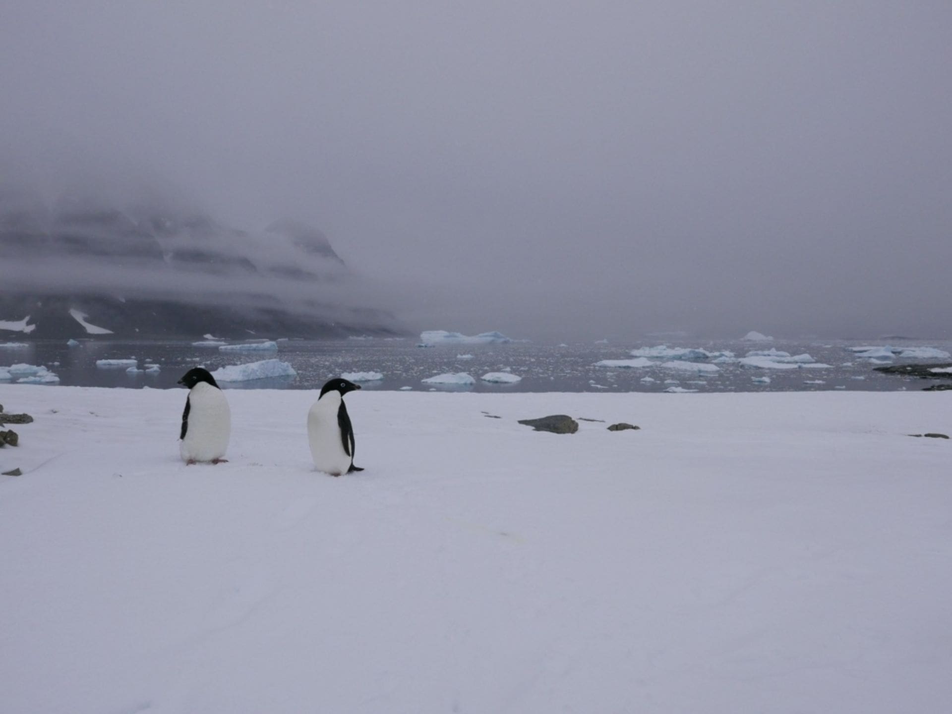 Penguins