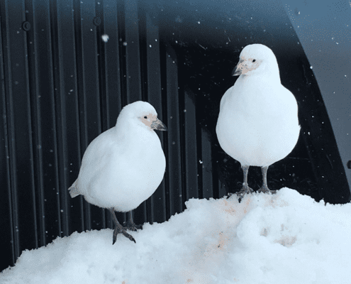 A pair of snowy sheathbills, much maligned