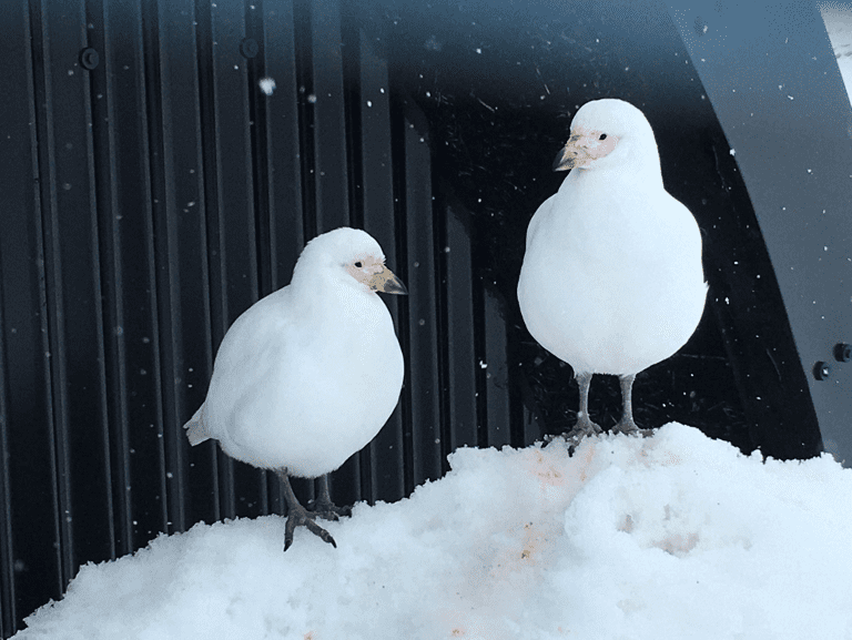 A pair of snowy sheathbills, much maligned