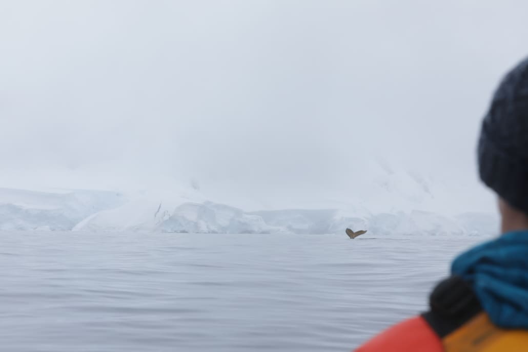 Antarctic waters