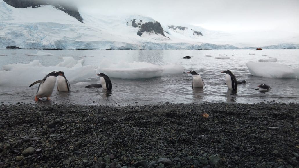 Penguins playing