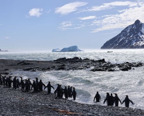 King penguins march into the wind in Fortuna Bay. Antarctic Heritage Trust South Georgia Inspiring Explorers Expedition