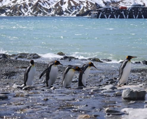 King penguins in Fortuna Bay. Antarctic Heritage Trust South Georgia Inspiring Explorers Expedition