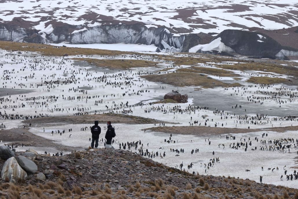 Inspiring Explorers overlooking the wildlife at St Andrew's Bay Inspiring Explorers Expedition South Georgia Antarctic Heritage Trust