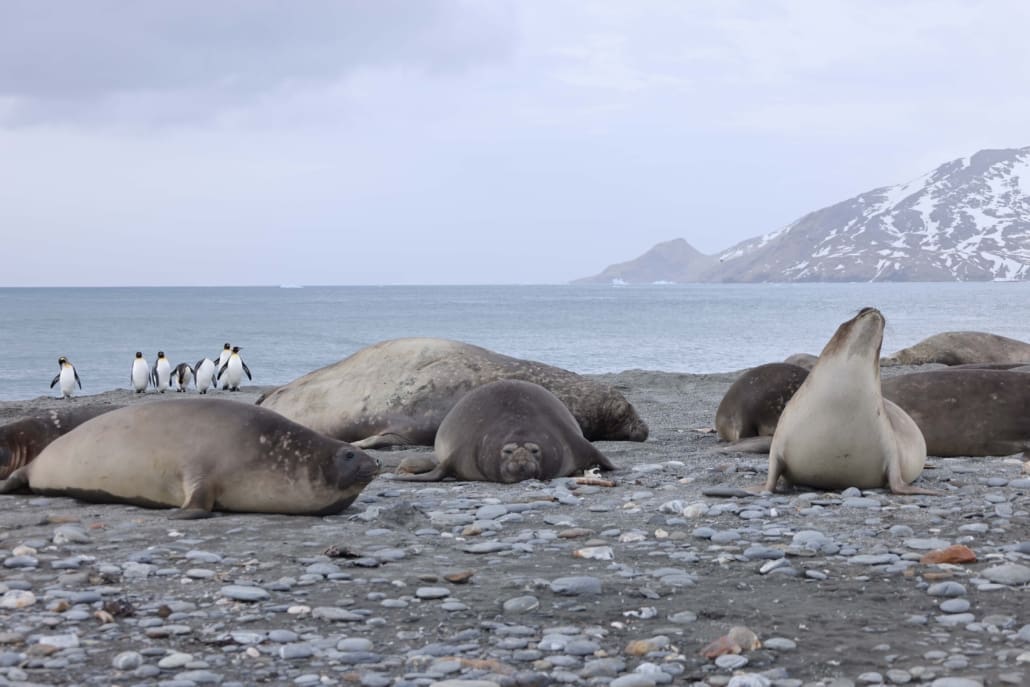 Elephant seals on St Andrews Bay beach Inspiring Explorers Expedition South Georgia Antarctic Heritage Trust