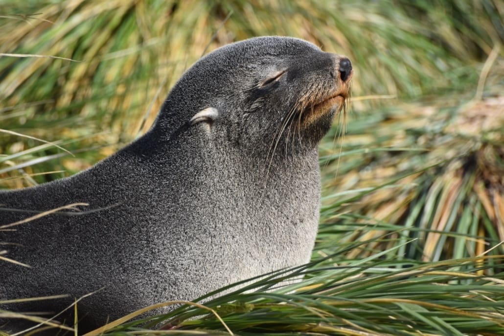 An Antarctic Fur Seal sunbathing amongst the tussock grass.