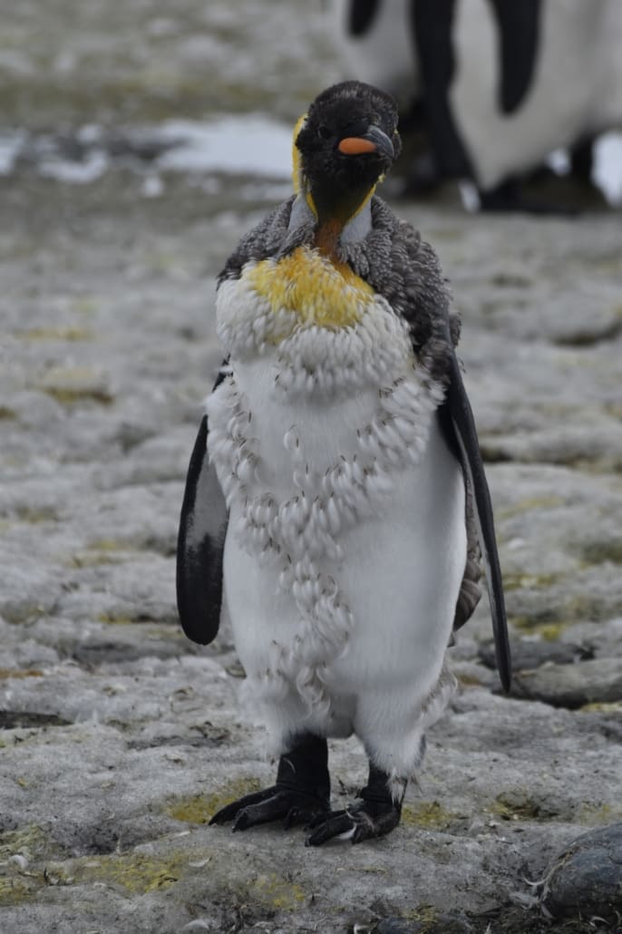 A moulting King Penguin