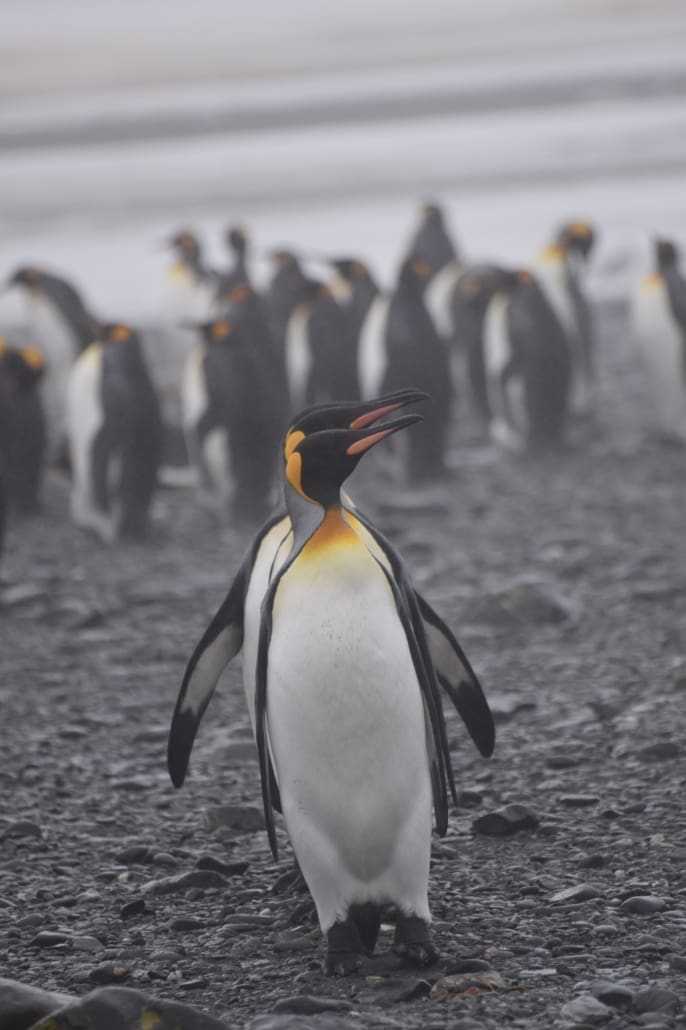 A line of King Penguins exploring together.