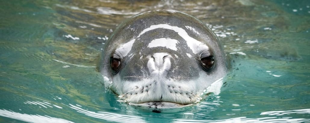 A leopard seal in the water