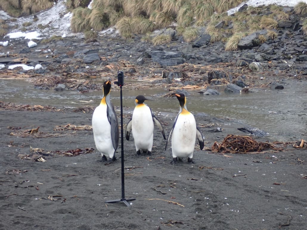 Three King Penguins looking at a 360 camera