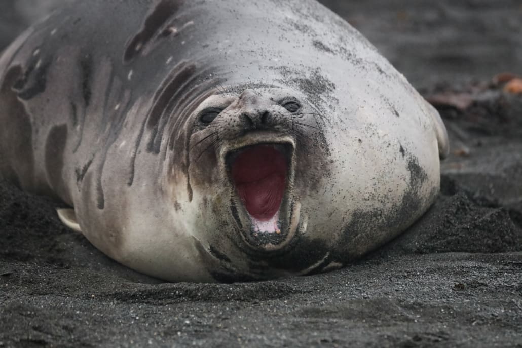 Elephant Seal with mouth wide open.