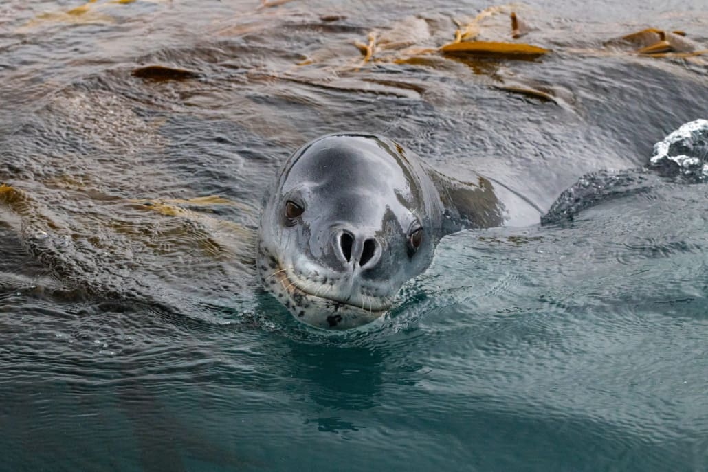 Leopard seal surfacing above water.