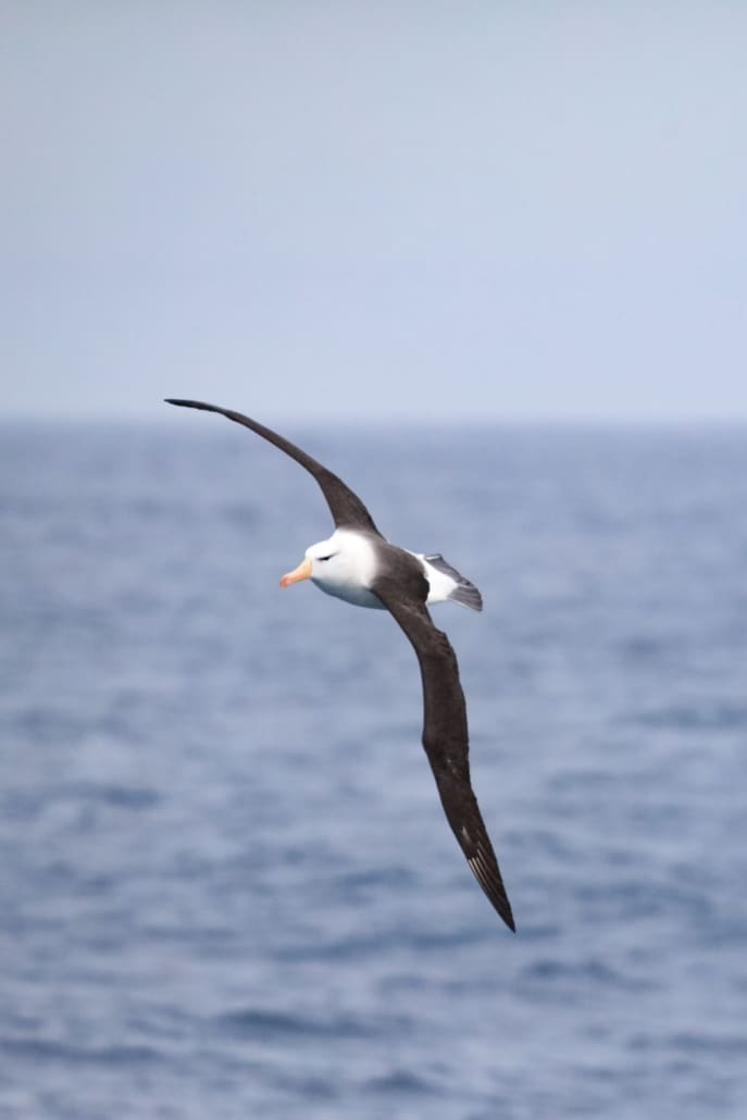 Albatross flying over water