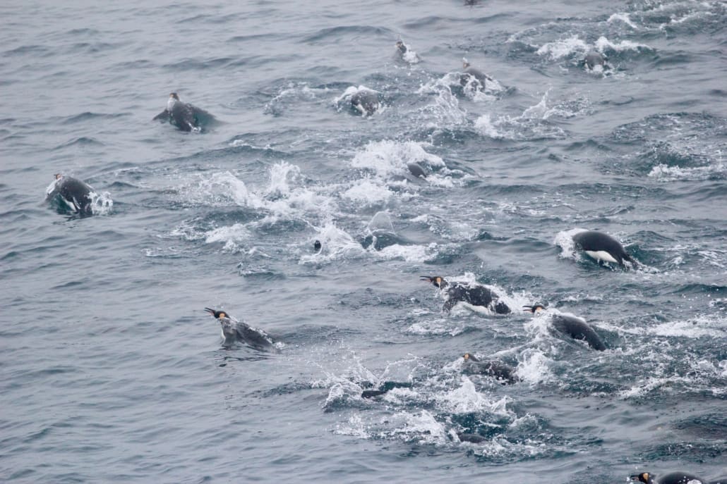 King penguins swimming in the ocean