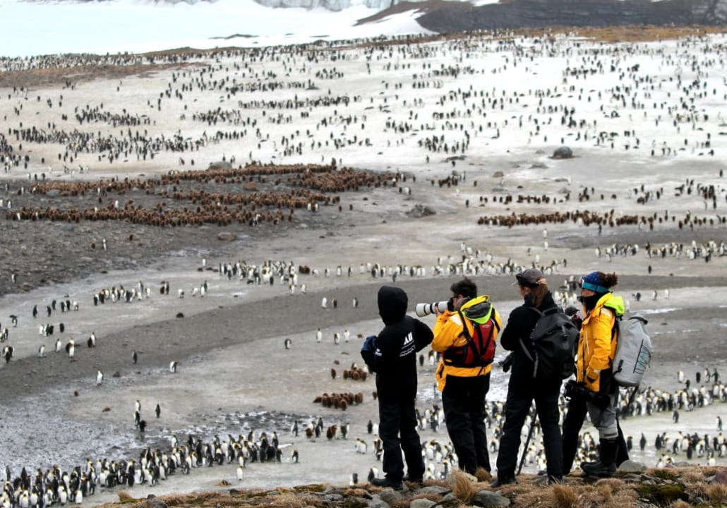 Four people overlooking a colony with thousands of penguins.
