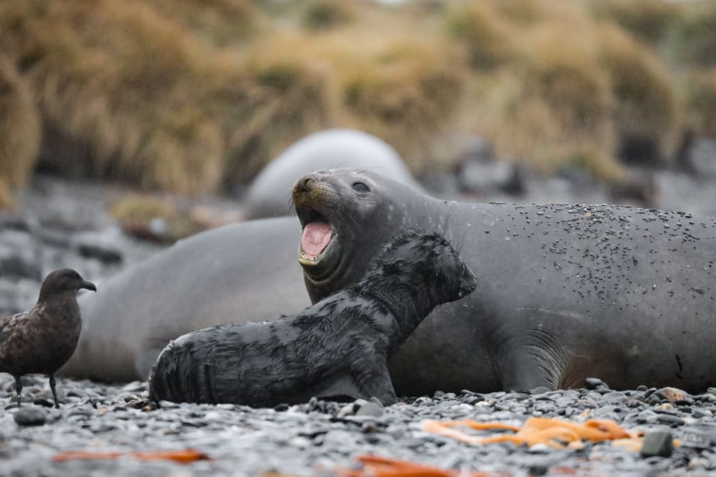 Elephant seal with pup.