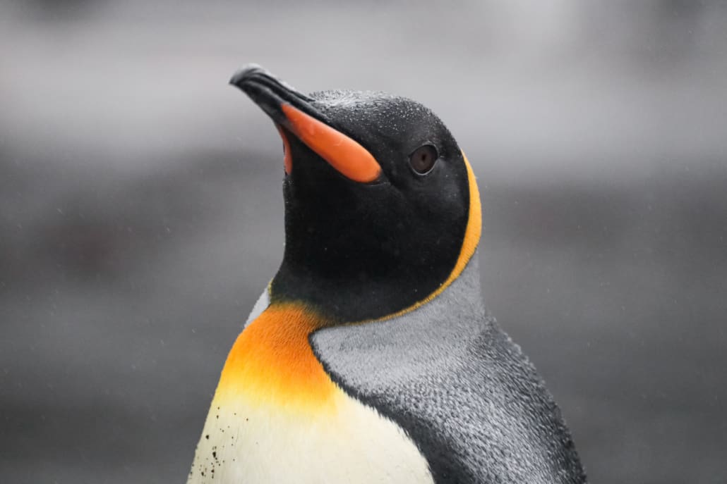 A King penguin.