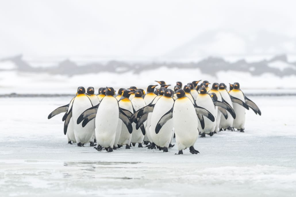 Penguins walking on ice, in a line towards the camera.