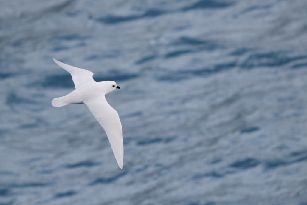 A white bird flies above water.