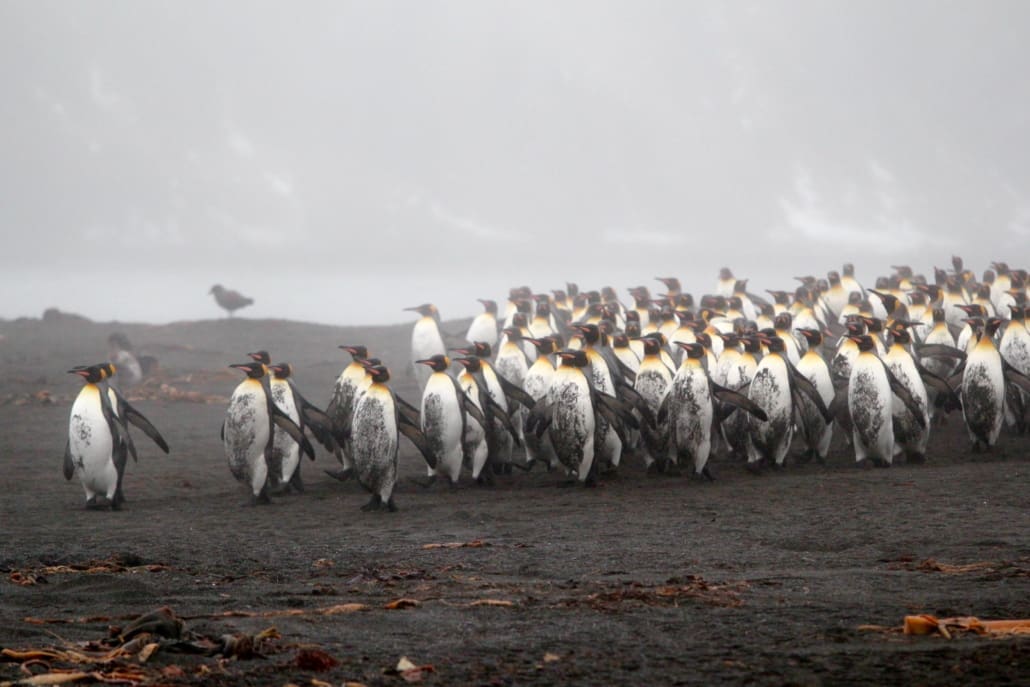 A large group of king penguins with dirt on their white bellies walk together.