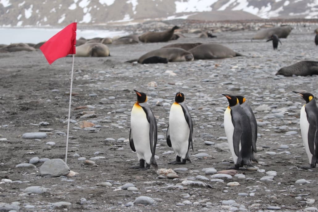 Several king penguins looking at a red flag planted in the ground.