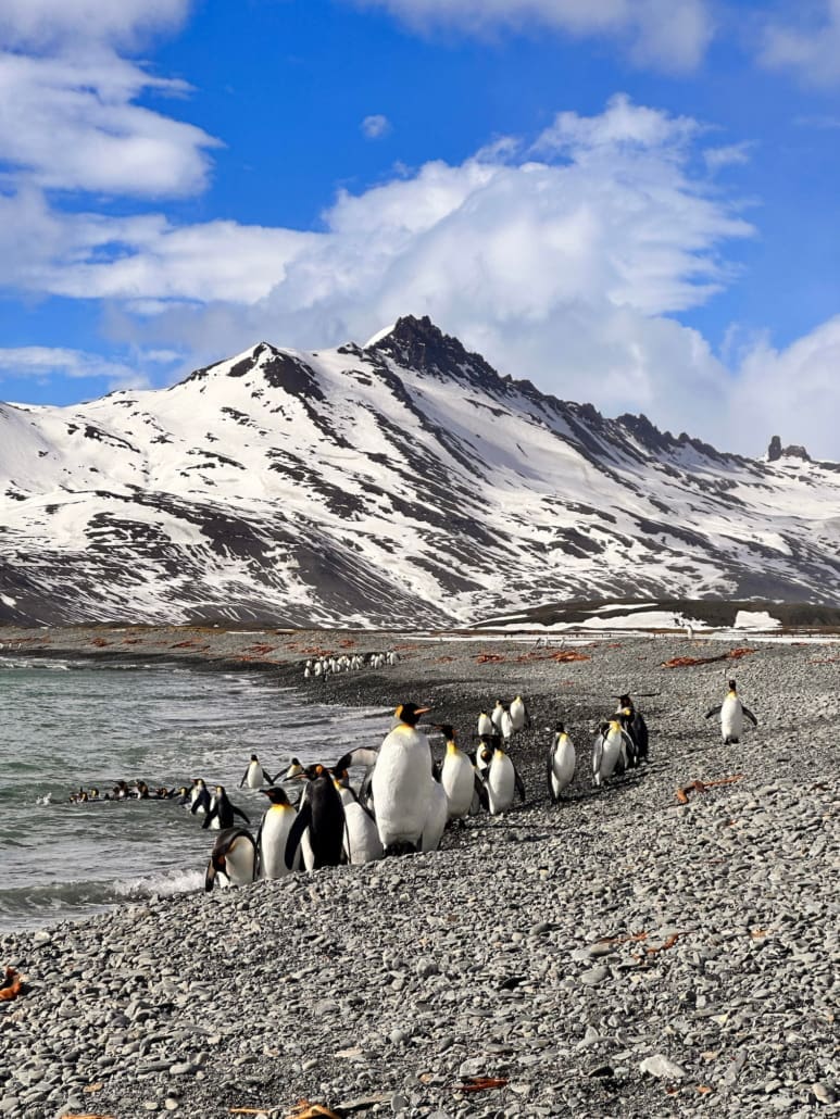 Penguins grouped on the shore with large snow-covered mountains in the background.