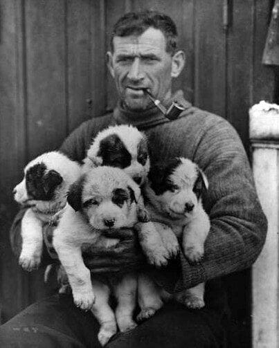 #OnThisDay in 1938, Antarctic explorer Tom Crean died aged 61 after falling ill with suspected appendicitis. Delays in getting surgery led to infection and he died a week later. Crean was buried in the family tomb in Ballynacourty near the 'South Pole Inn', the pub which he opened in 1927.

Crean, was born 1877 at Annascaul, County Kerry, Ireland. Aged 15, he joined the Royal Navy and by age 22 was Petty Officer. He was assigned to HMS Ringarooma, and in December 1901 was in Christchurch, New Zealand, the same time Scott’s 'Discovery' expedition was preparing for the journey south. Scott was looking for crew and Crean joined as a volunteer able seaman. He gained a reputation for being one of the most effective man-haulers and was extremely well-liked and respected by the crew of 'Discovery'.

Crean returned to Antarctica as an expert sledger and pony handler for the British Antarctic 'Terra Nova' Expedition 1910-1913. He was involved in preparations and depot laying for the Polar Party, however along with Lashly and Evans, wasn't selected as part of the Party to make the final 160-mile push for the pole. On their return to Hut Point, Evans developed snow blindness and showed signs of scurvy. With supplies dwindling Crean went for help and Lashly stayed with Evans. Crean made the 18-hour journey to Hut Point to get help with little food or supplies and Lashly and Evans were successfully rescued. He was awarded the Polar and Albert medals for his part in the expedition and for saving Evans' life.

Crean’s final Antarctic expedition was Shackleton’s Imperial Trans-Antarctic 'Endurance' Expedition 1914-1917, where he was appointed Second Officer. His tough nature and resilience were demonstrated again when 'Endurance' was crushed by sea ice in the Weddell Sea and he was selected by Shackleton to sail to South Georgia on one of the greatest small-boat journeys in history! After landing on the south coast of South Georgia, Crean, Shackleton and Worsley endured 36-hours of grueling travel on foot to arrange rescue for the remaining men stranded at Elephant Island.

📸 Tom Crean 1914-16. Photographer Frank Hurley, Public Domain.

#inspire #explore #conserve